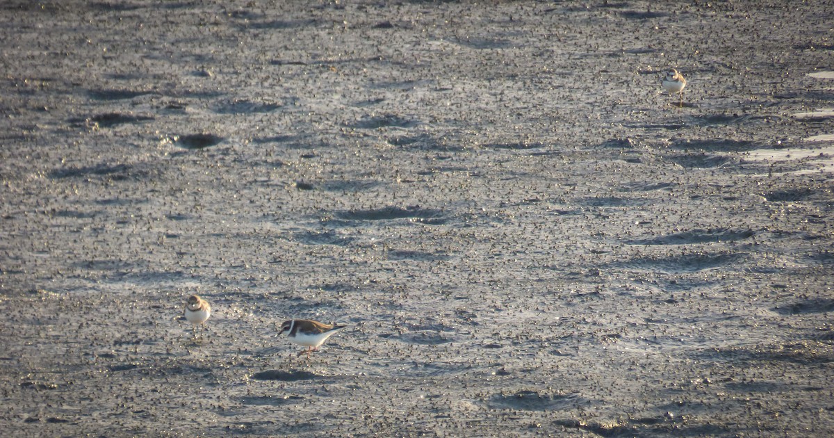 Semipalmated Plover - ML425462471