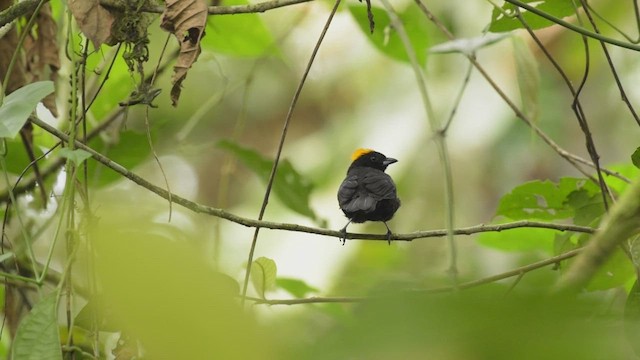 チャボウシクロフウキンチョウ - ML425463911