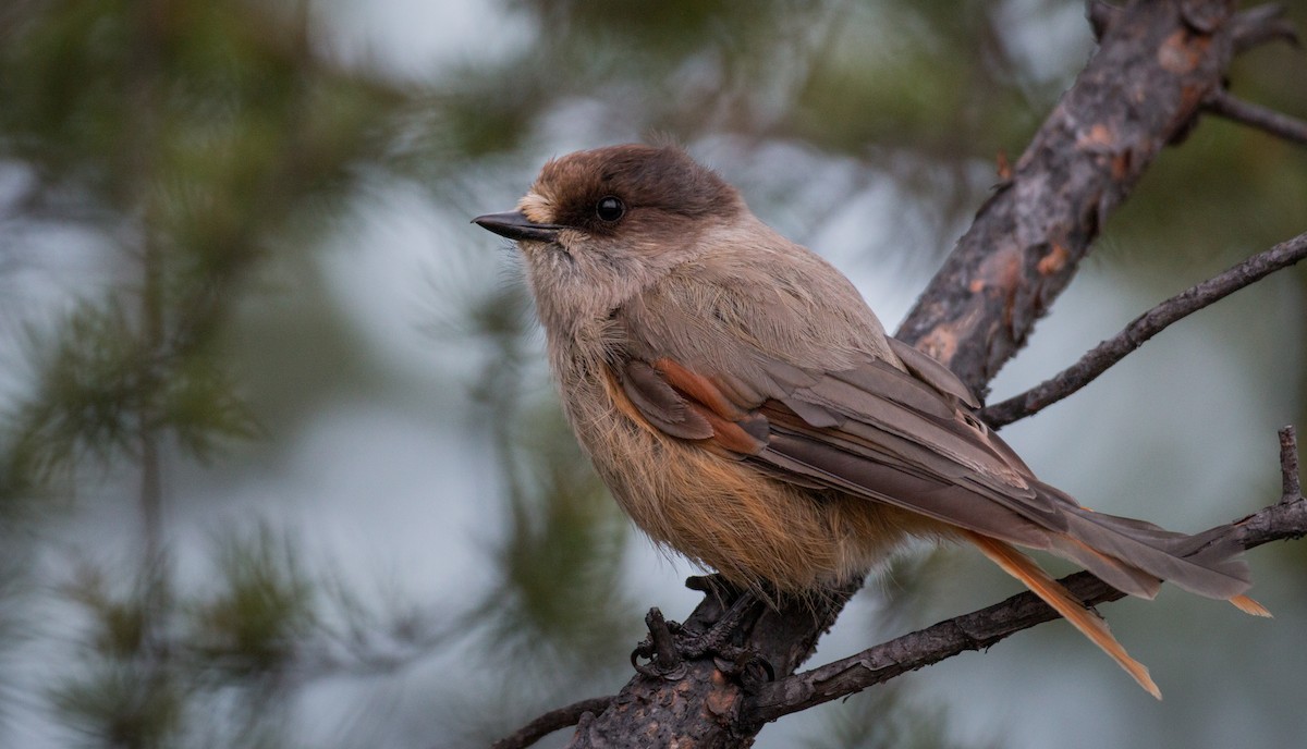 Siberian Jay - ML42546431