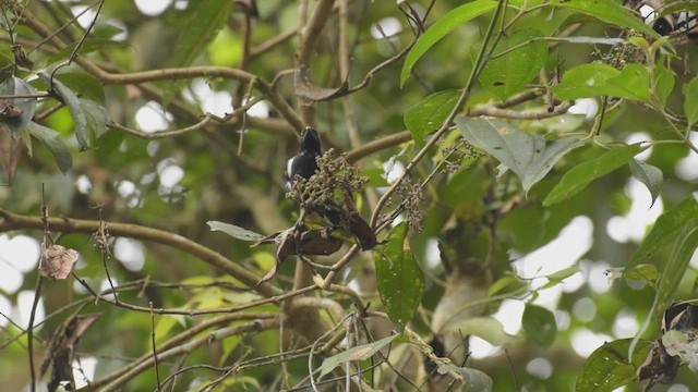 Scarlet-browed Tanager - ML425468281