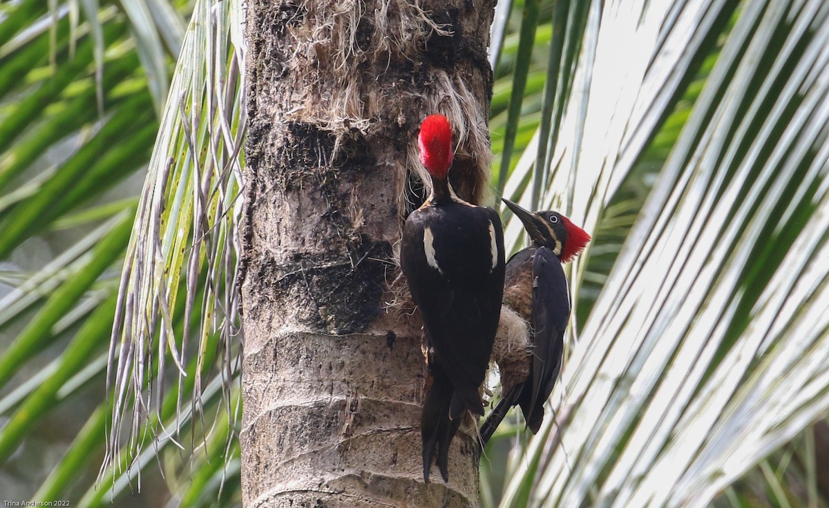 Lineated Woodpecker - ML425468371