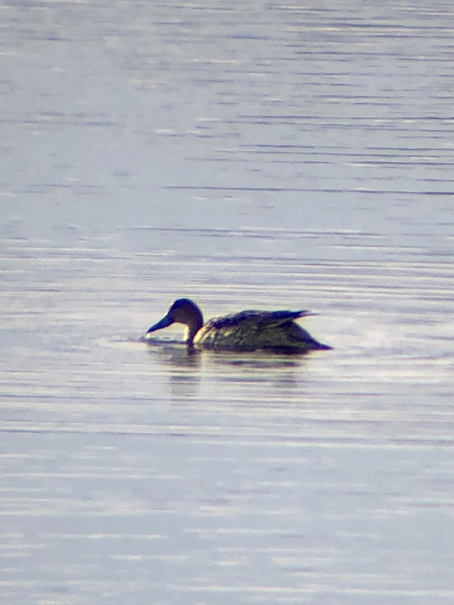 Northern Pintail - ML425468591