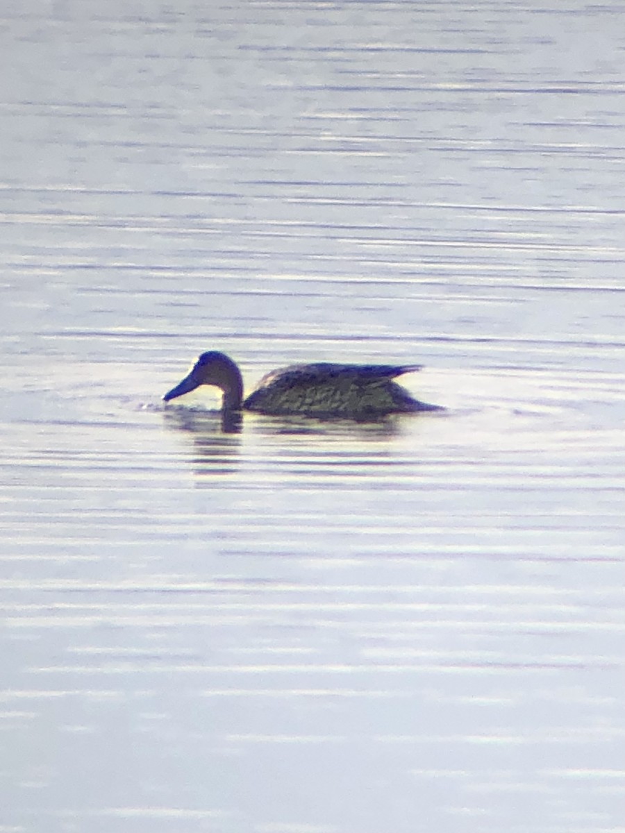 Northern Pintail - ML425468611