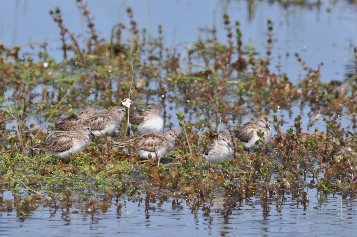 Least Sandpiper - ML425468661