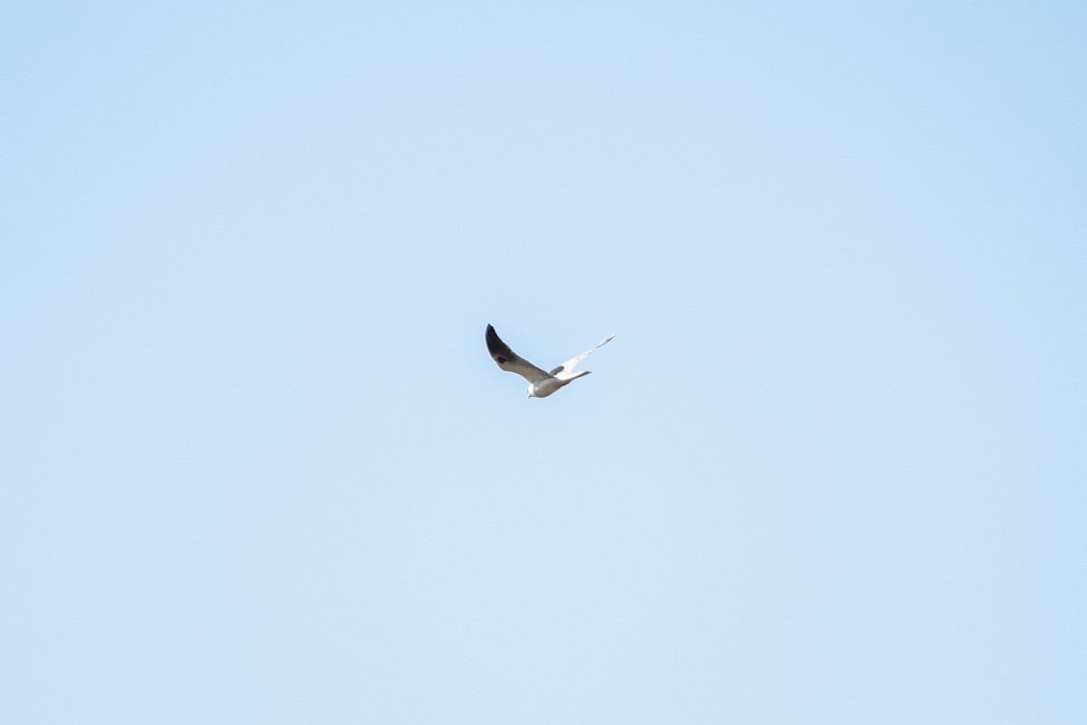 White-tailed Kite - Ivani Martínez Paredes