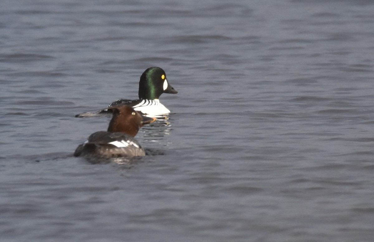 Common Goldeneye - ML425470061