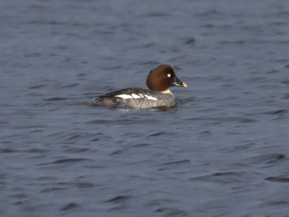 Common Goldeneye - ML425470071