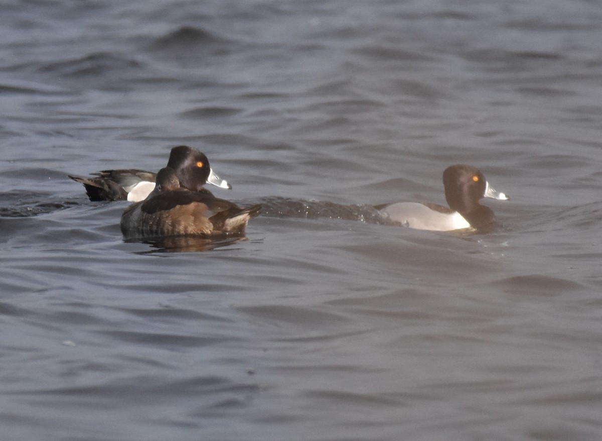 Ring-necked Duck - ML425470121