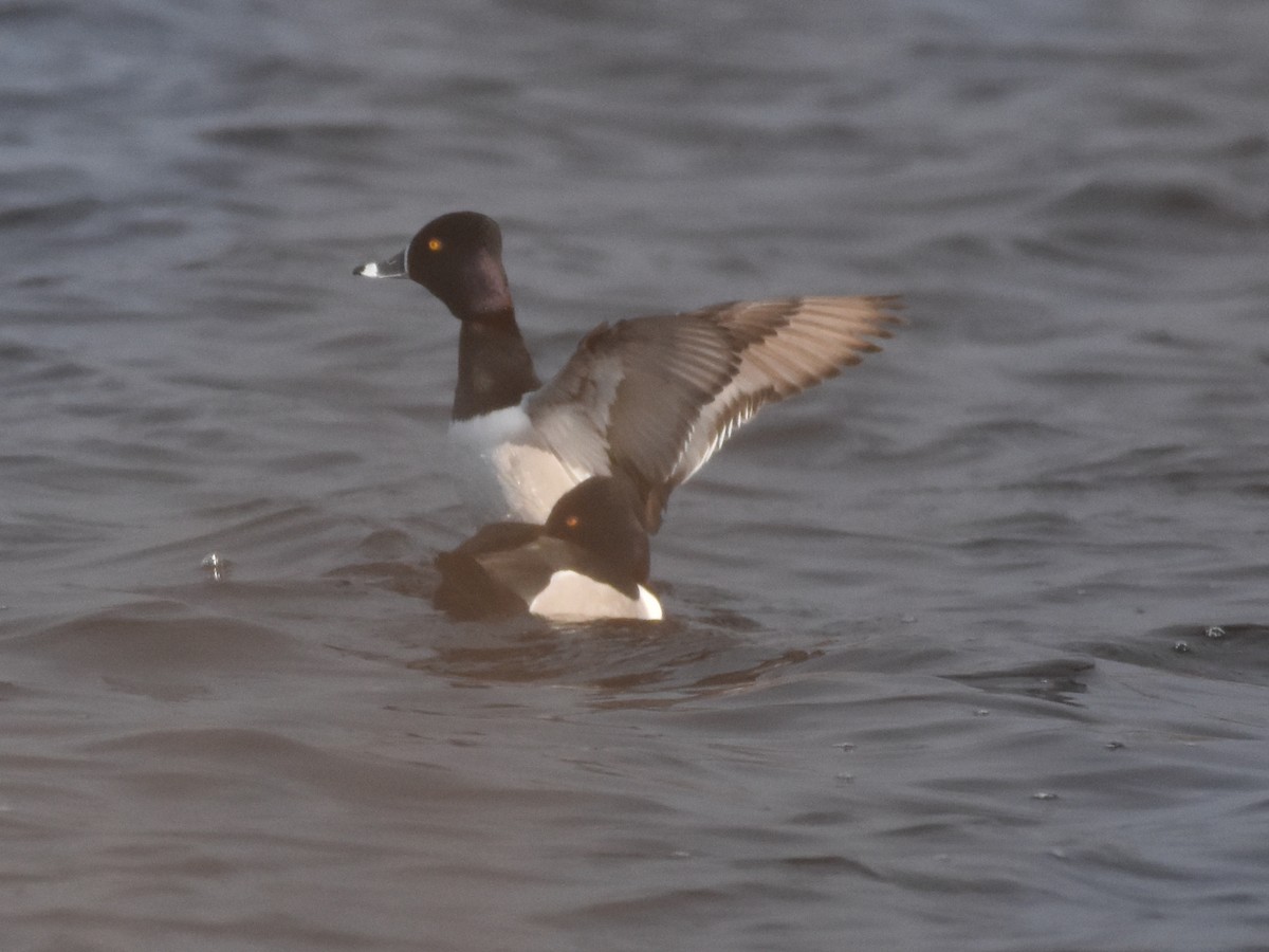 Ring-necked Duck - Barbara Seith