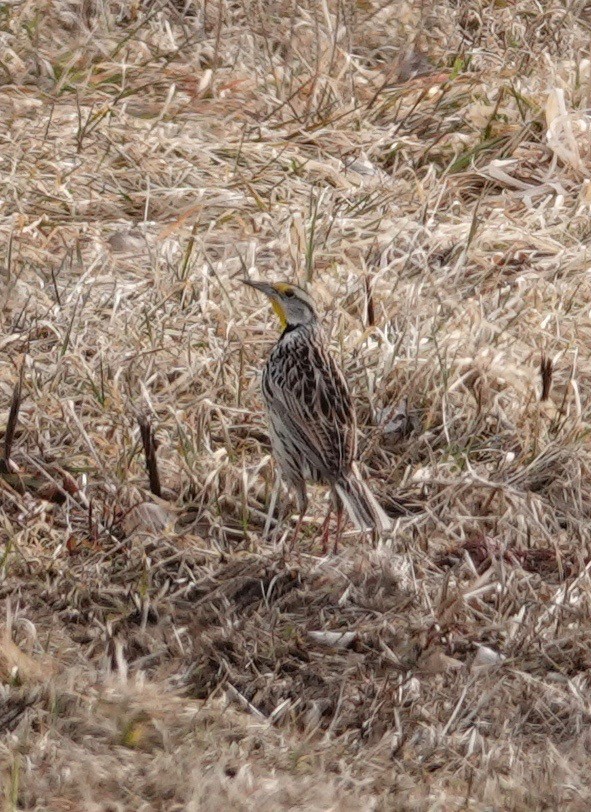 Eastern Meadowlark - Kevin F Murphy