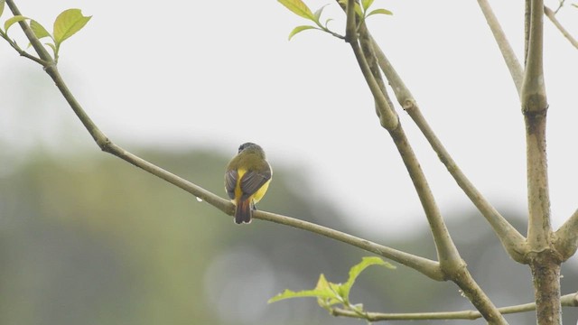 Ornate Flycatcher - ML425473261