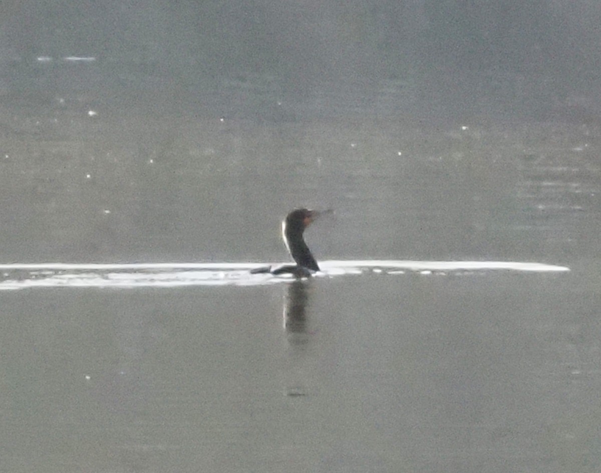 Double-crested Cormorant - ML425474181