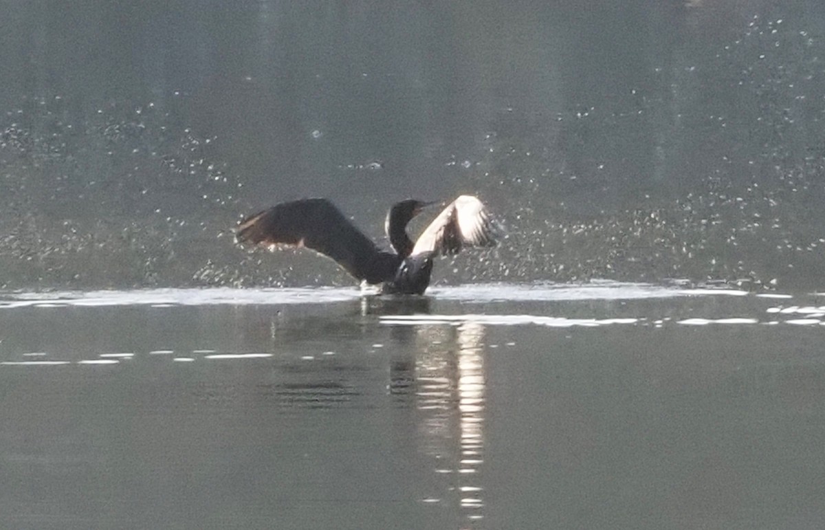 Double-crested Cormorant - ML425474271