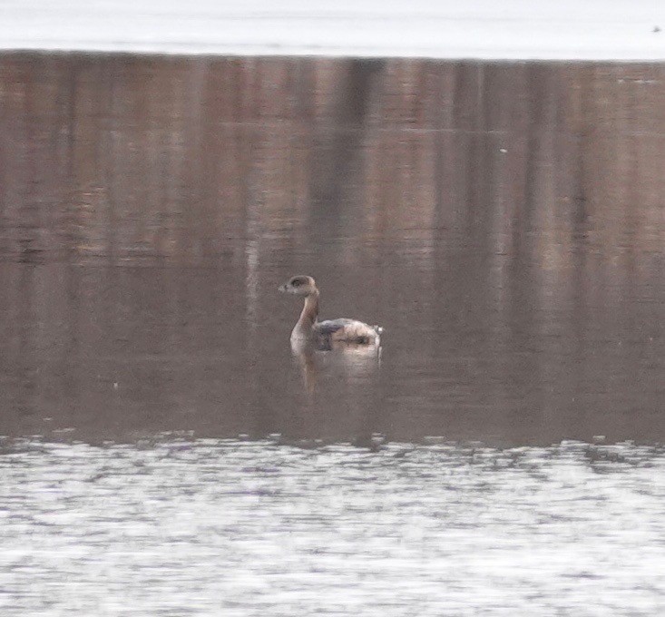 Pied-billed Grebe - ML425474301