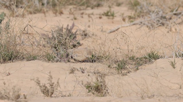 Desert Lark - ML425474311