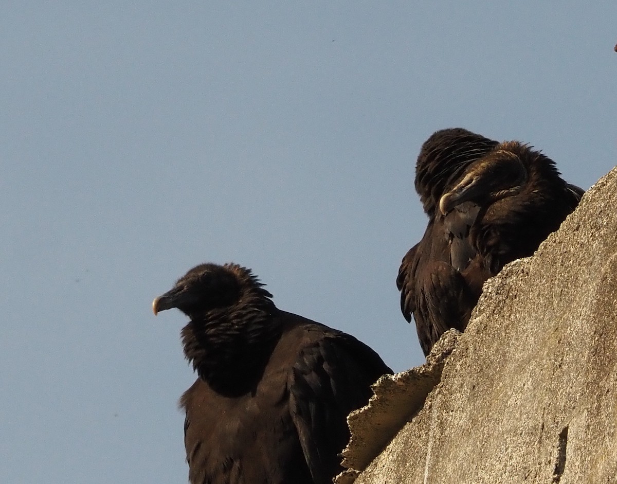 Black Vulture - ML425474901