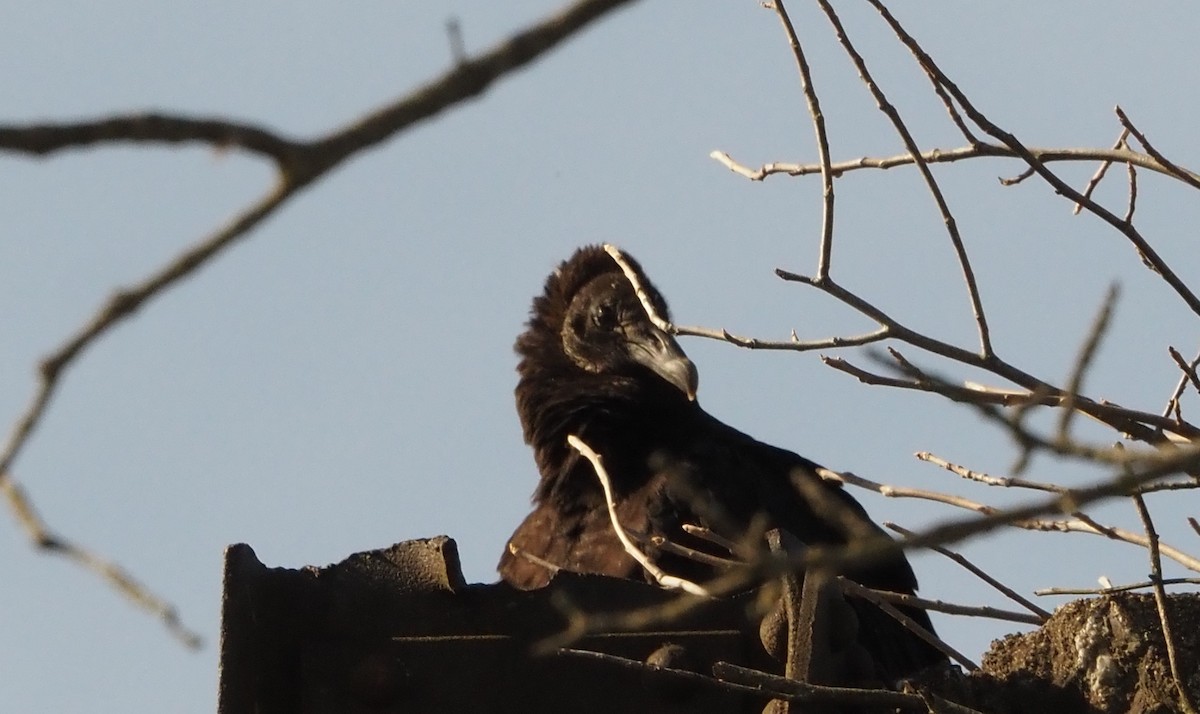 Black Vulture - ML425474971