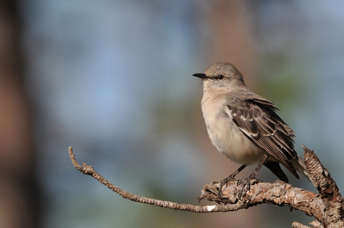 Northern Mockingbird - ML425475501