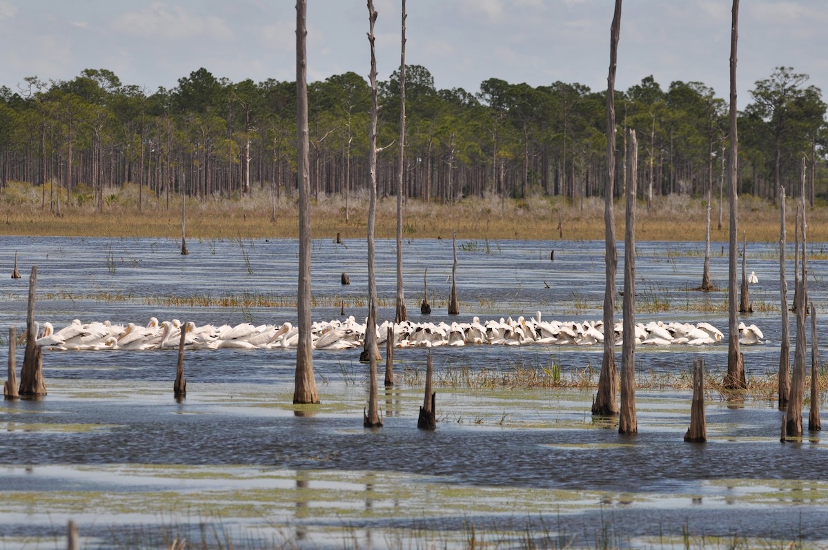 American White Pelican - Luc and Therese Jacobs