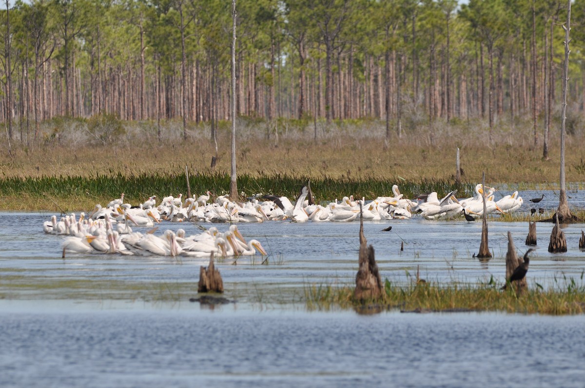 American White Pelican - ML425475951