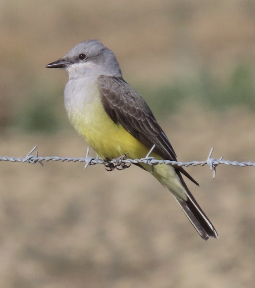 Western Kingbird - ML425475961