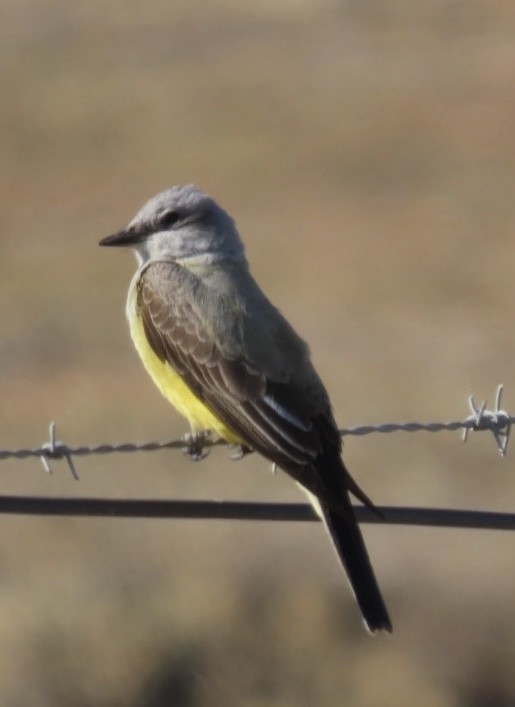 Western Kingbird - ML425476001