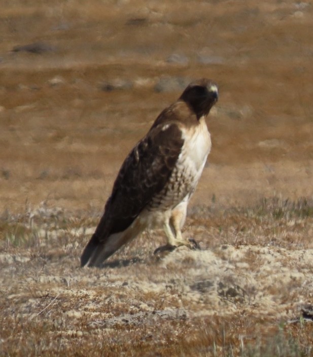 Red-tailed Hawk - ML425476221