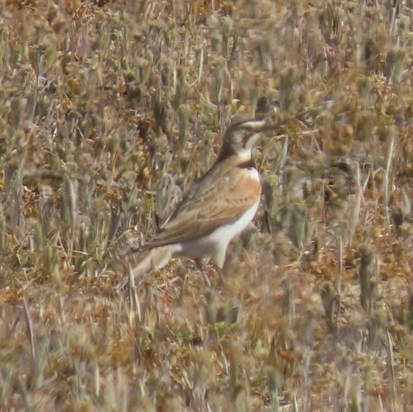 Horned Lark - ML425476251