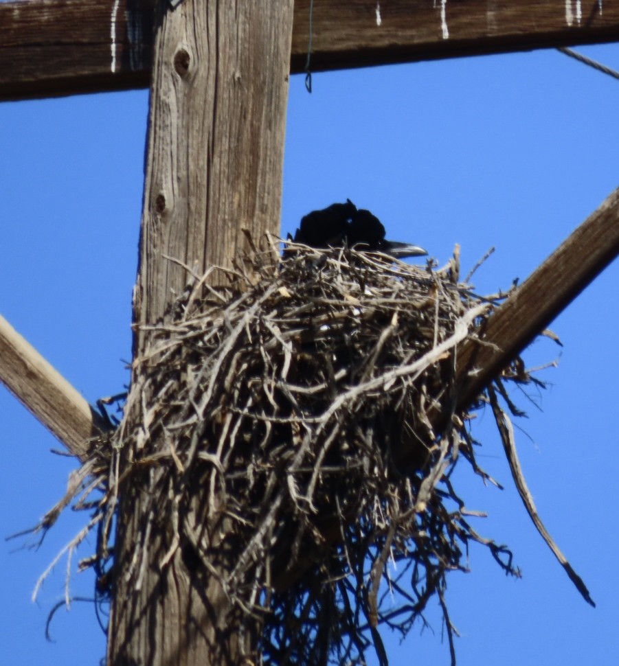 Common Raven - ML425476291