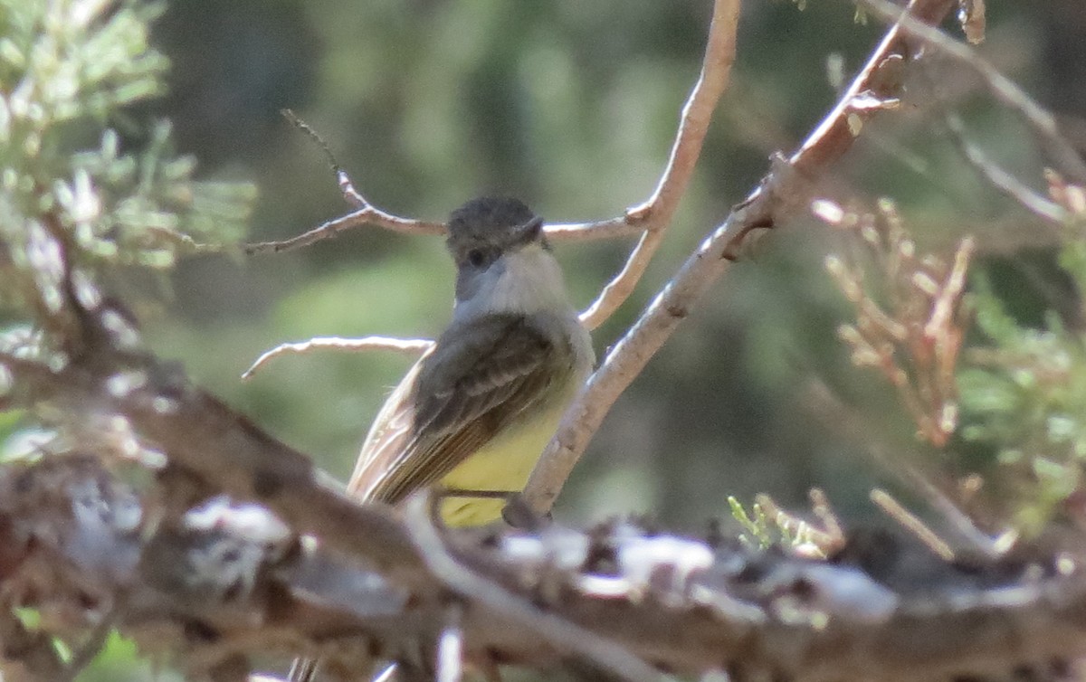 Dusky-capped Flycatcher - ML425477781