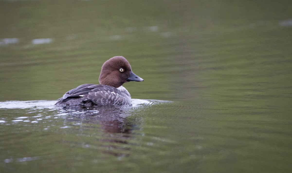 Common Goldeneye - ML42547881