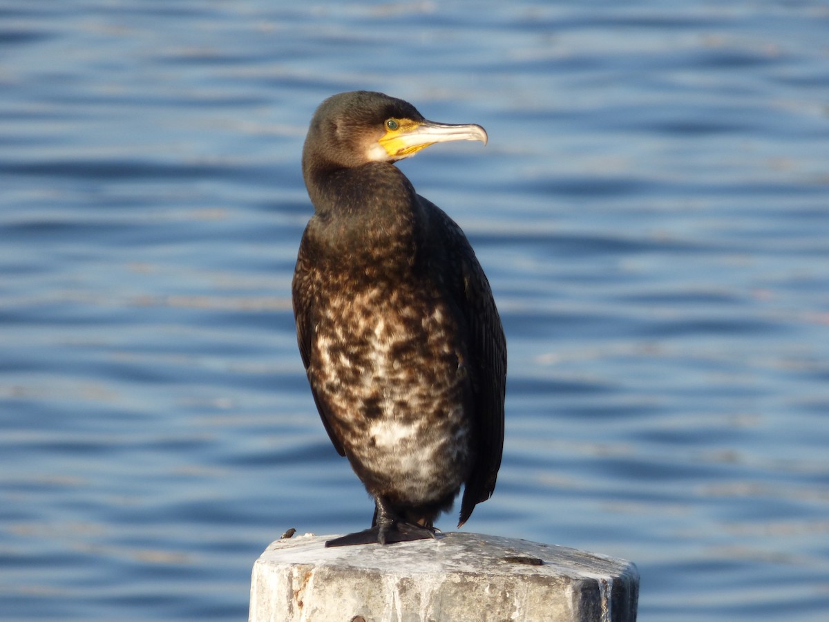 Great Cormorant - ML425479631