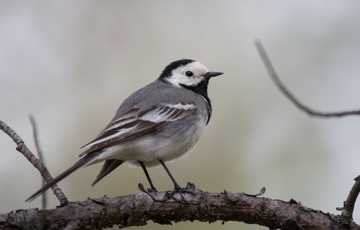 White Wagtail (White-faced) - Ian Davies