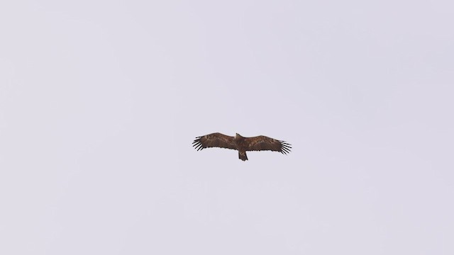 ソウゲンワシ - ML425479841