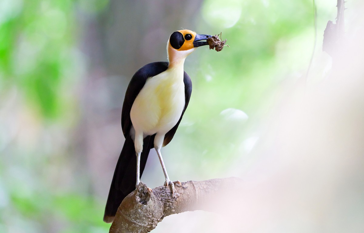 White-necked Rockfowl - ML425480471