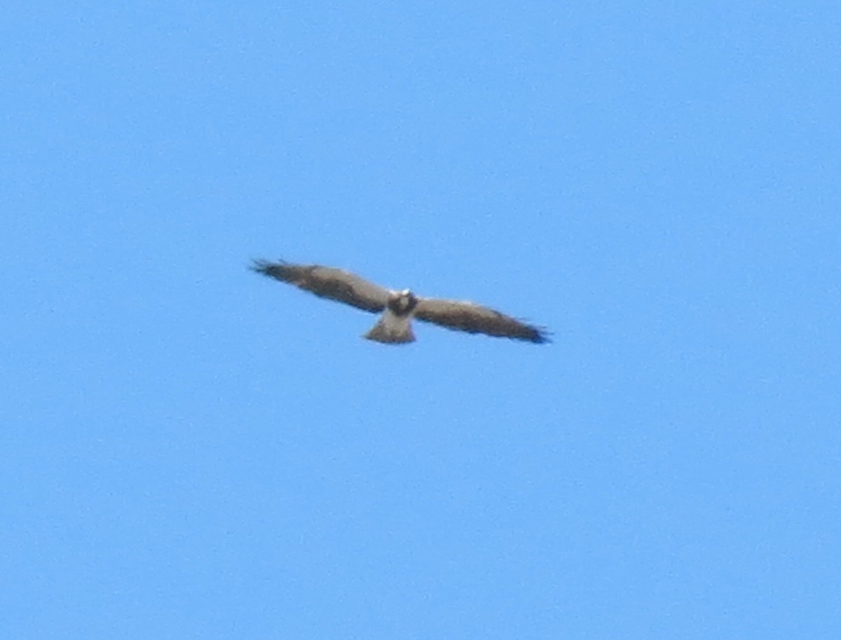 Swainson's Hawk - ML425480951