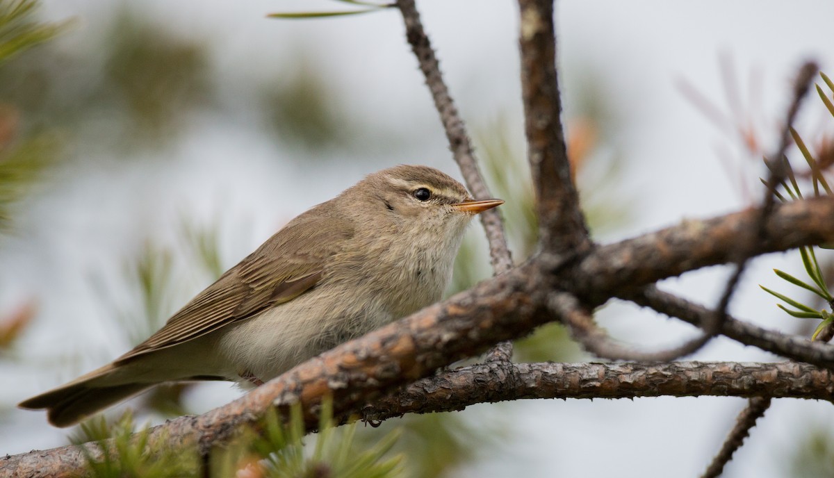 Willow Warbler - ML42548101