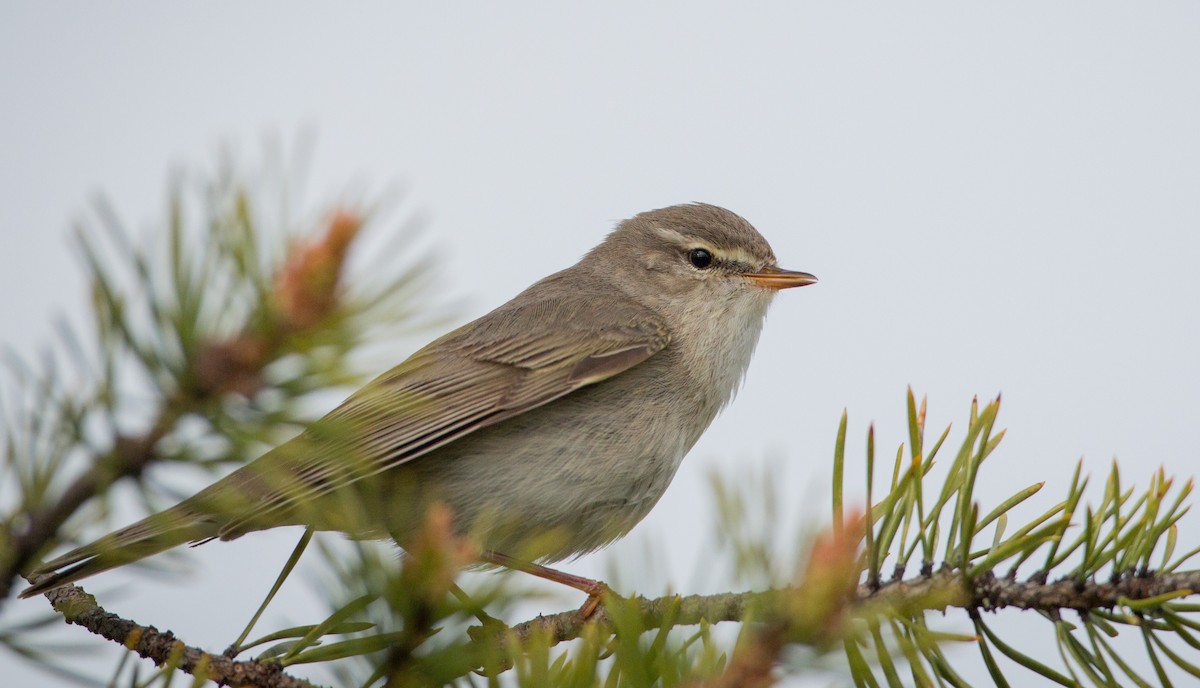 Willow Warbler - ML42548121