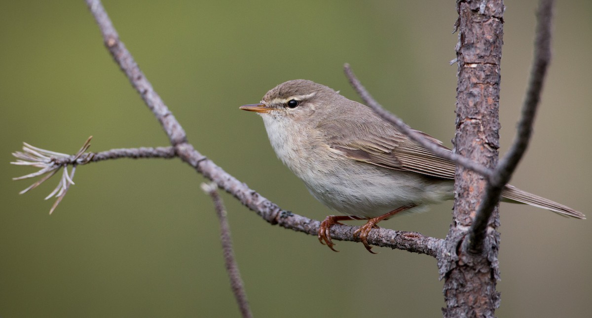 Willow Warbler - ML42548131