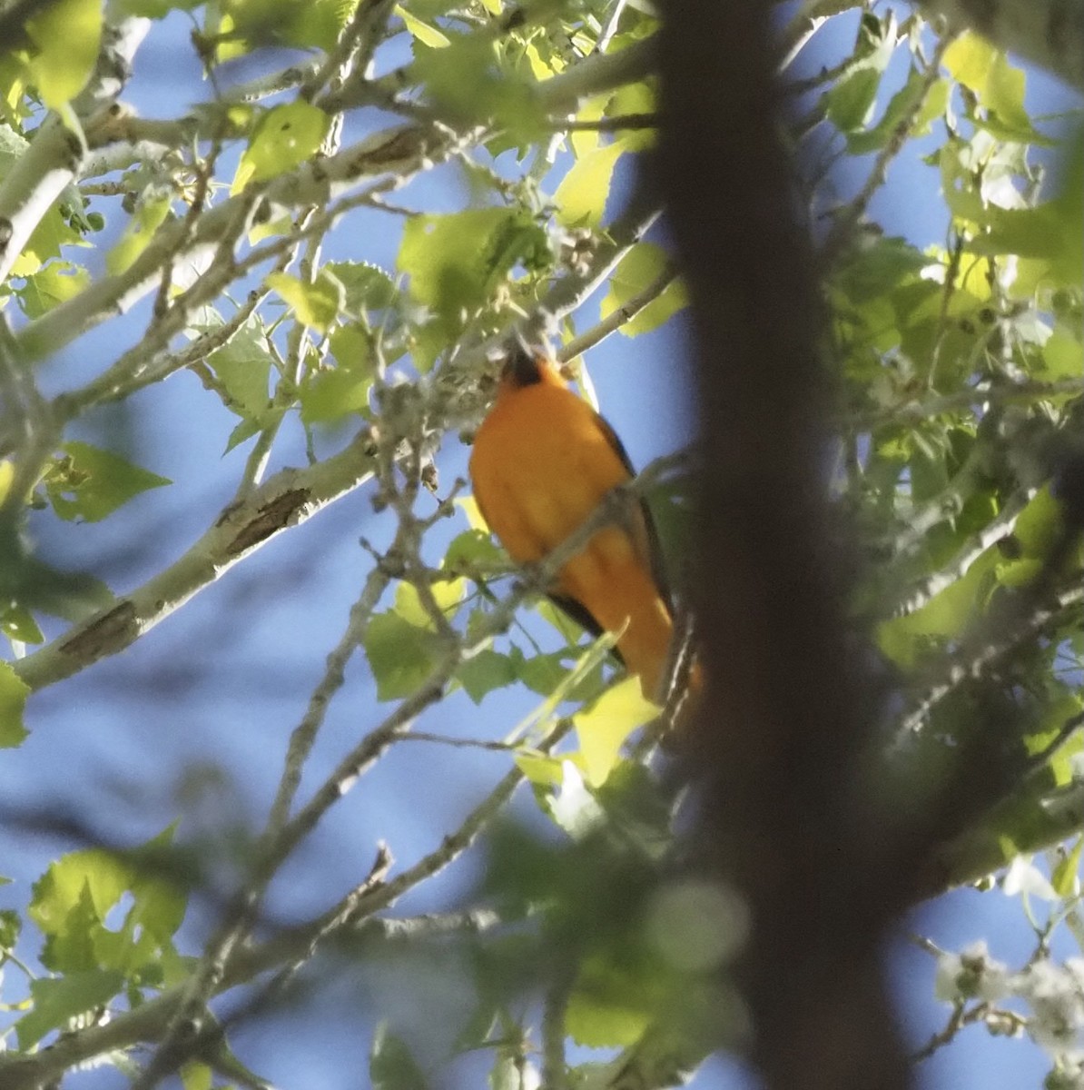 Bullock's Oriole - ML425481771