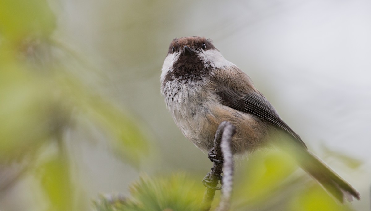 Gray-headed Chickadee - ML42548191