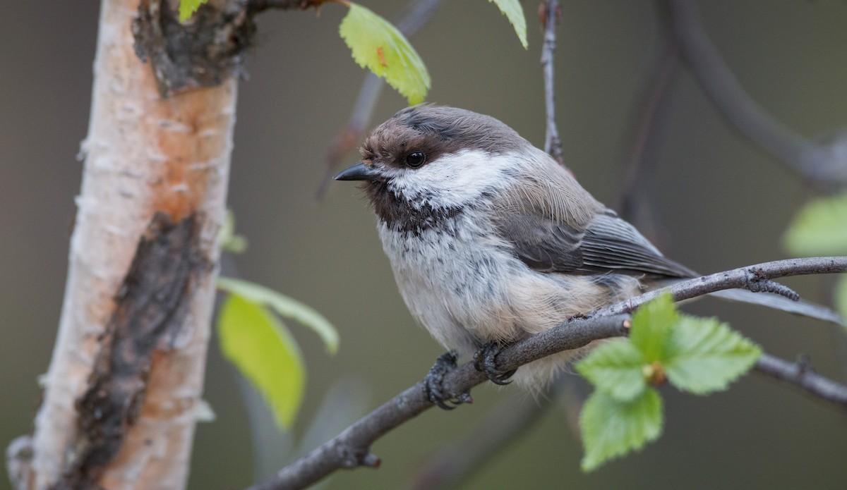 Gray-headed Chickadee - ML42548231