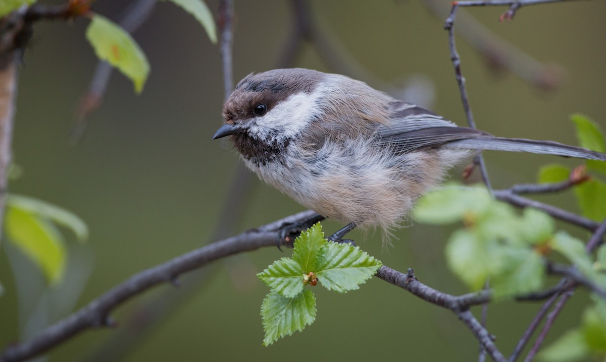 Gray-headed Chickadee - ML42548271