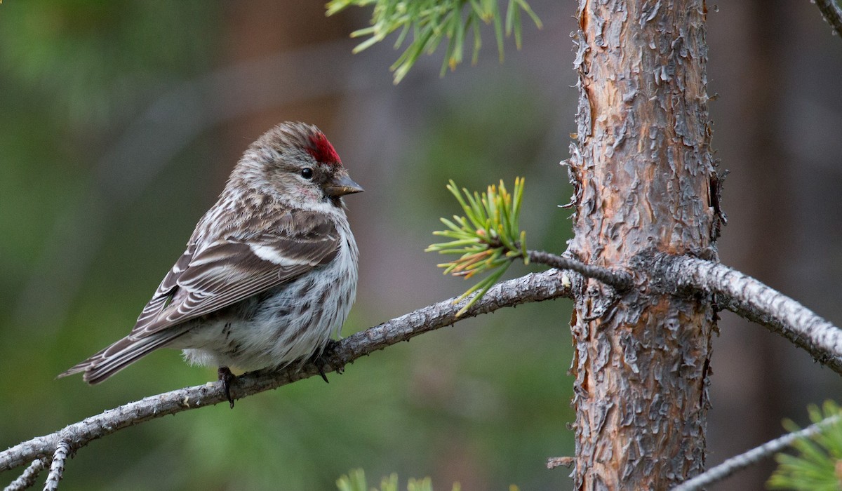 Common Redpoll - ML42548351