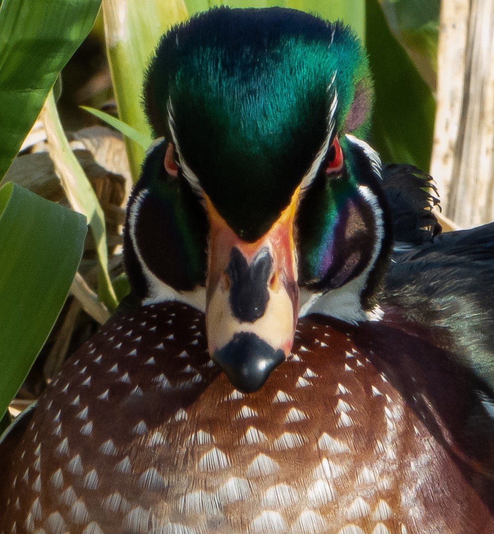 Wood Duck - ML425483621