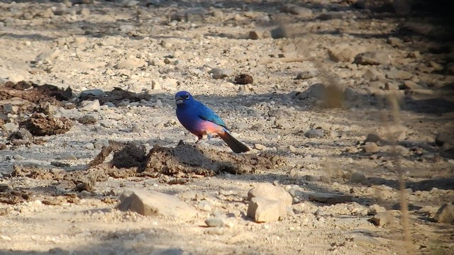 Rose-bellied Bunting - ML425484961