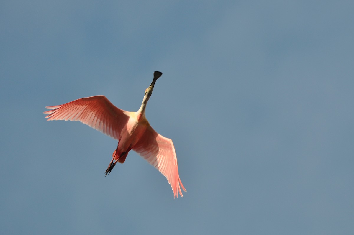 Roseate Spoonbill - ML425485311
