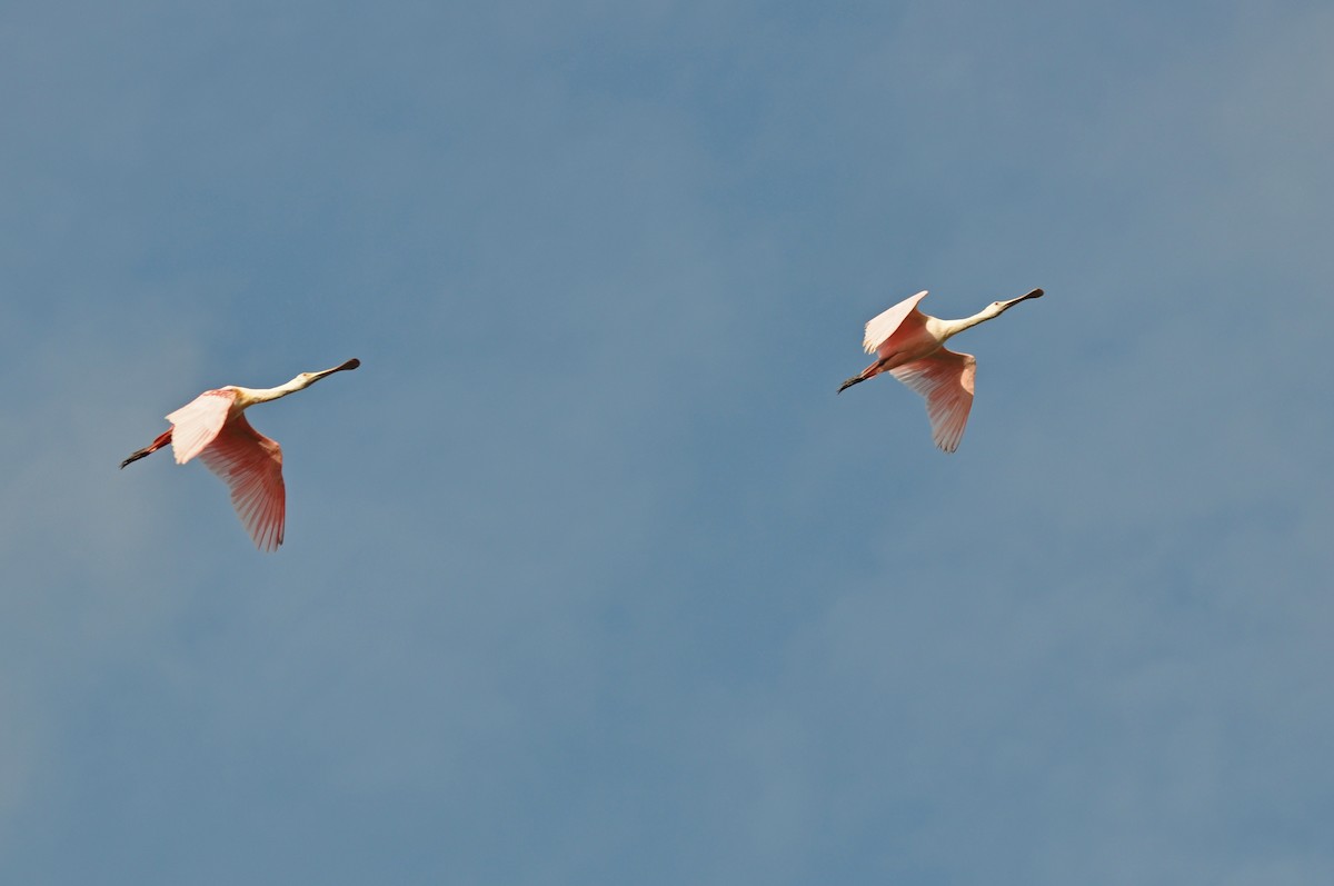 Roseate Spoonbill - ML425485371