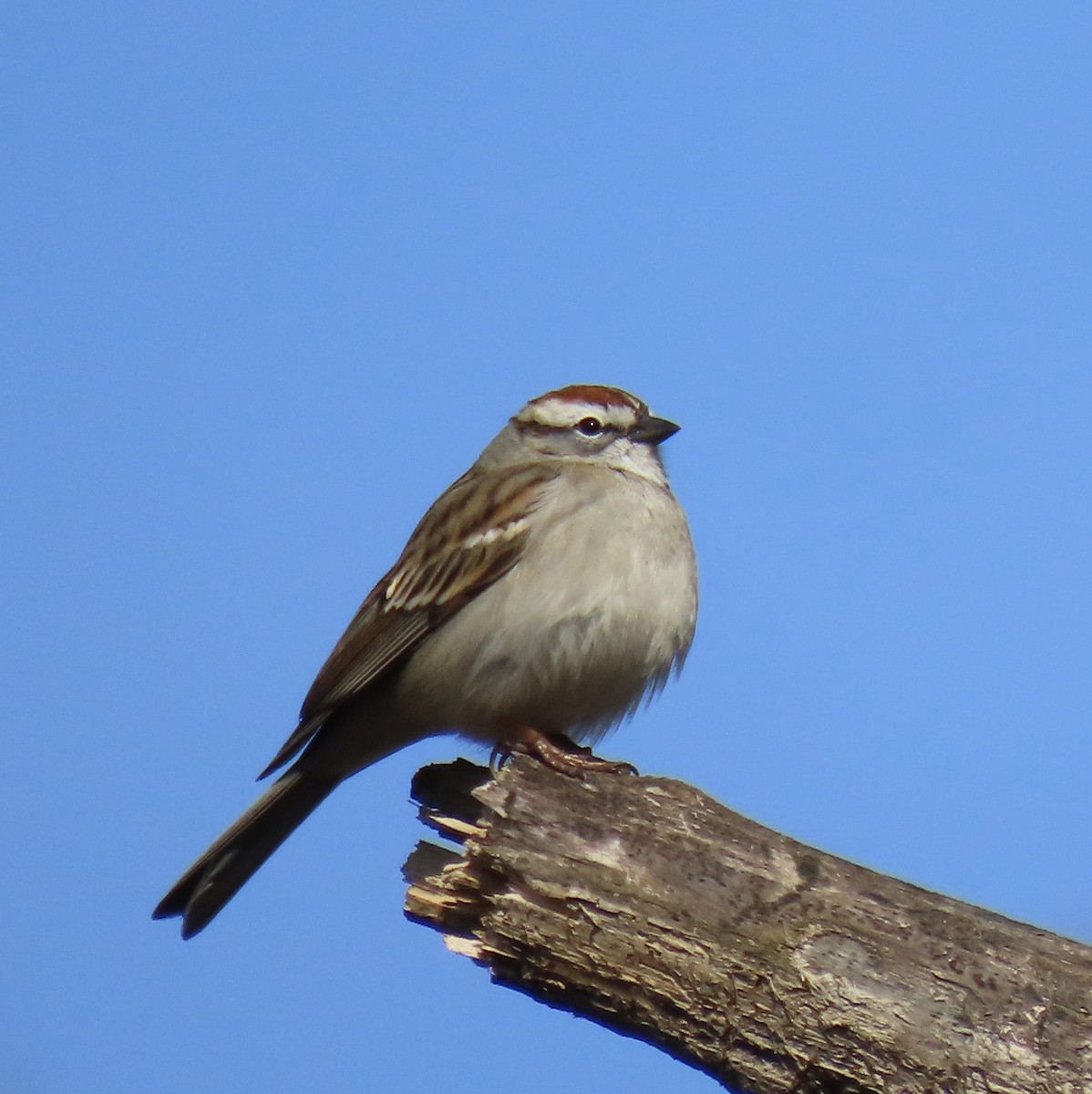 Chipping Sparrow - ML425486291
