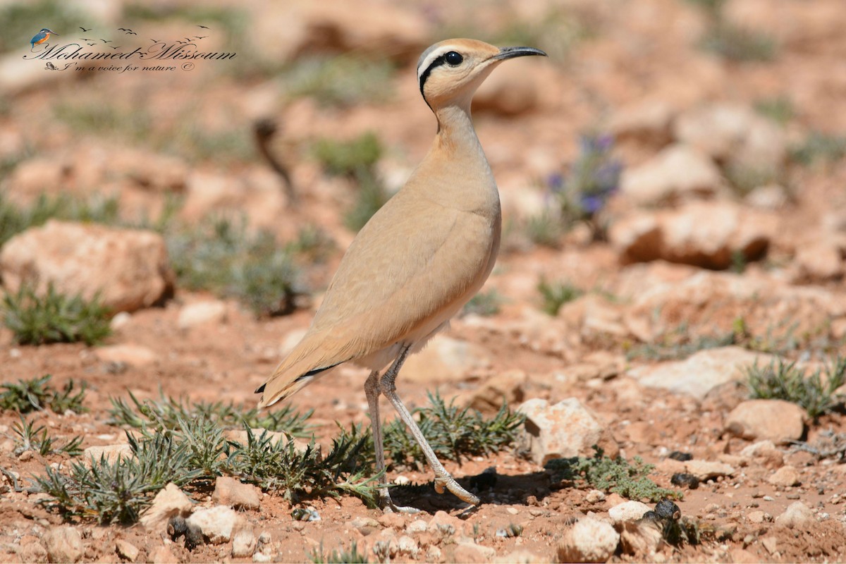 Cream-colored Courser - ML425486581